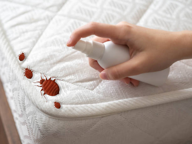Best Ant Control Services  in French Island, WI