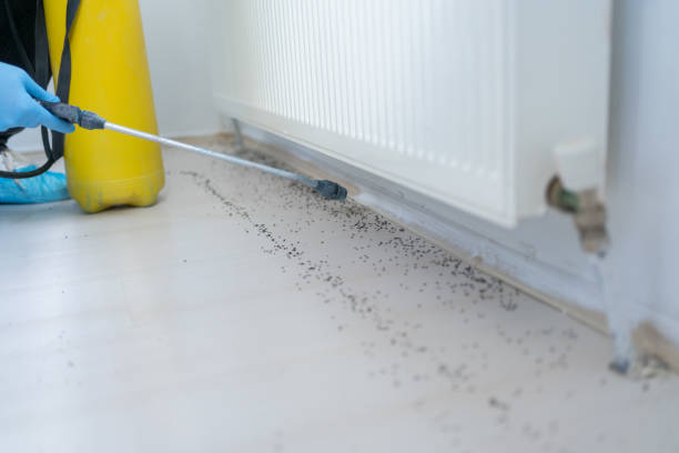 Best Mosquito Control Services  in French Island, WI
